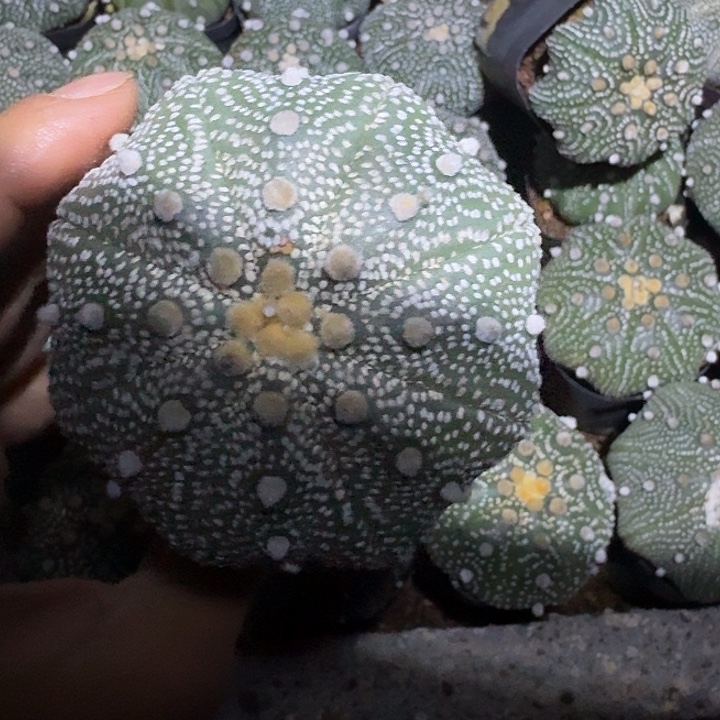 用***5无花朵兜哈哈哈哈哈给哈