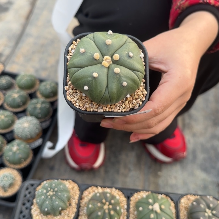 定向一物一拍兜 683