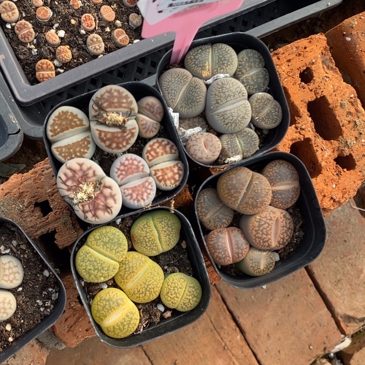 全***沫生石花等植物的439