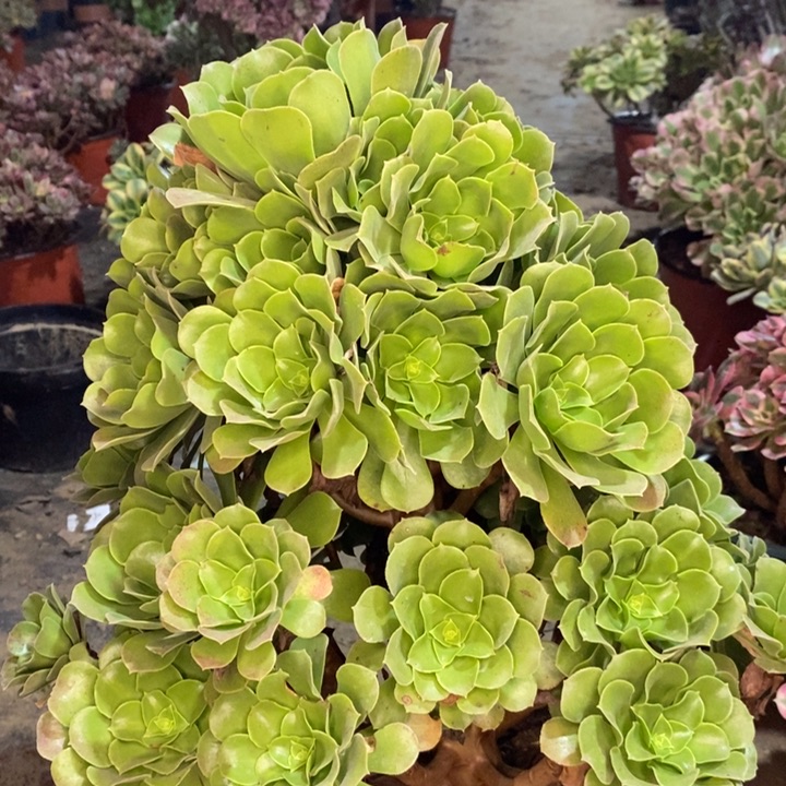 绿柠檬多肉植物62