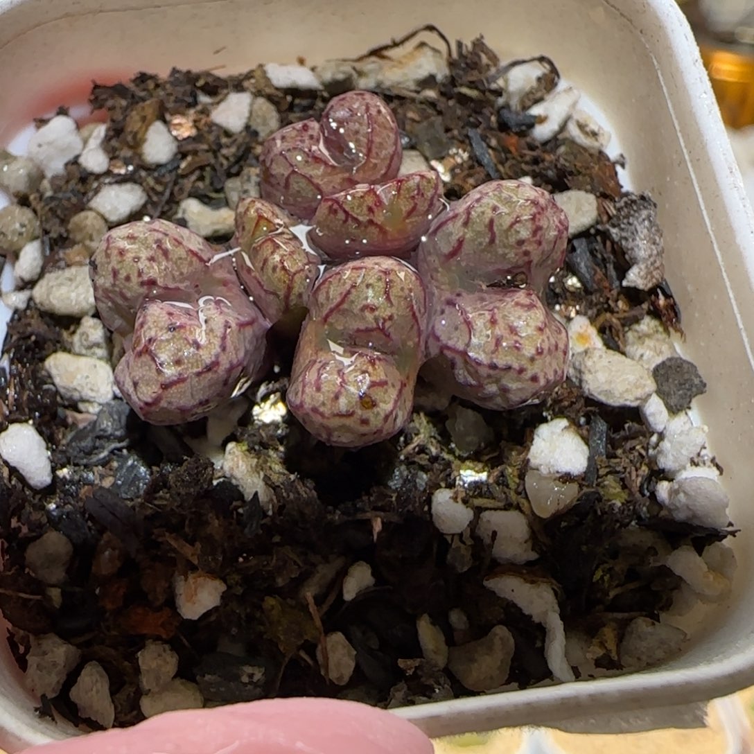 肉锥多肉植物百科-小飞1785