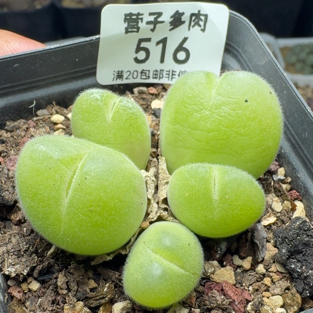 长毛带盆土。           