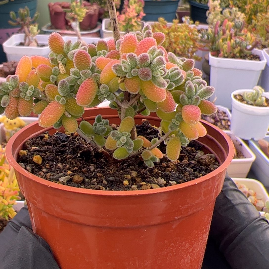 多肉植物枝干冰晶粉紫