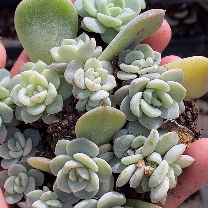 OTO多肉切糕优选dy2449