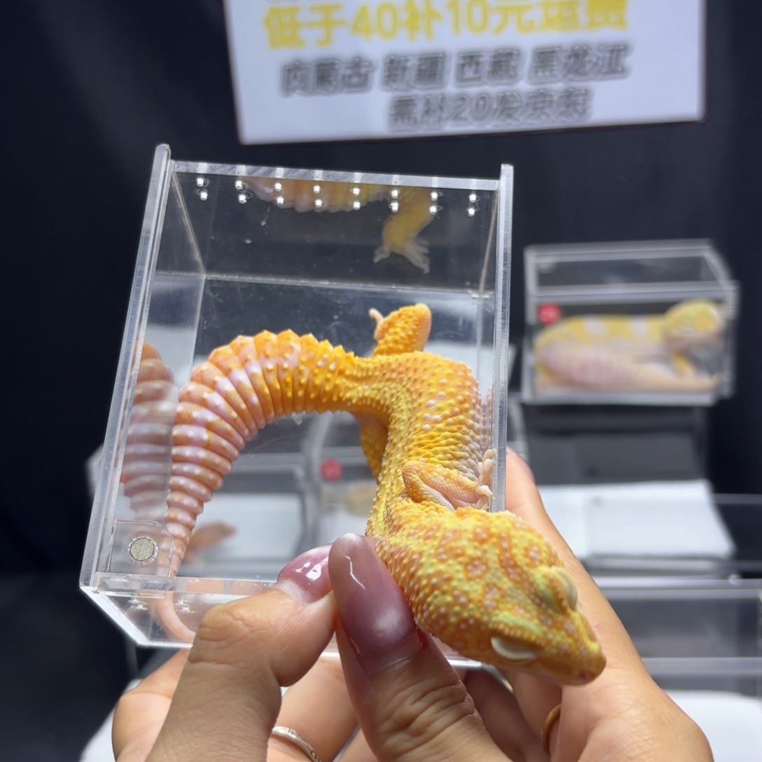 豹纹守宫暴龙母，，，