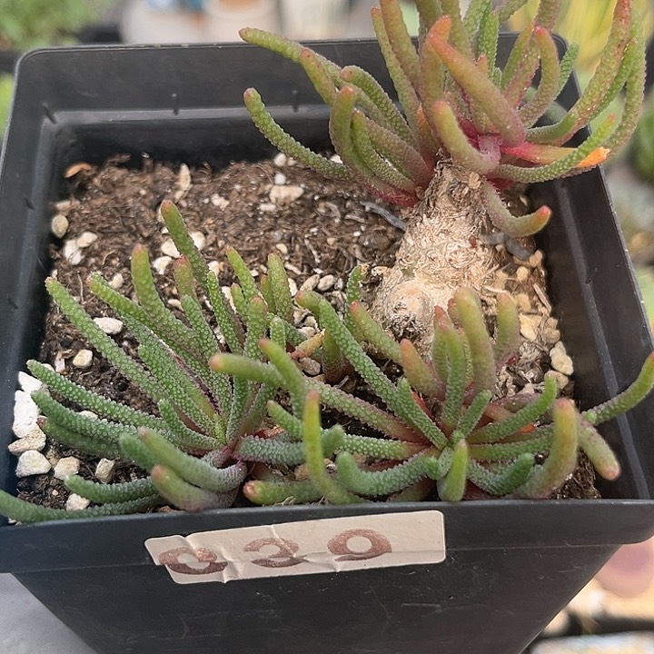 839 天赐快根 脱土