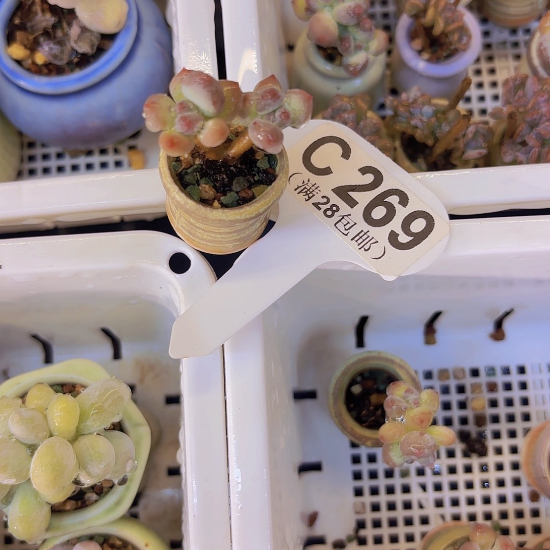 C269萤火虫一物一拍