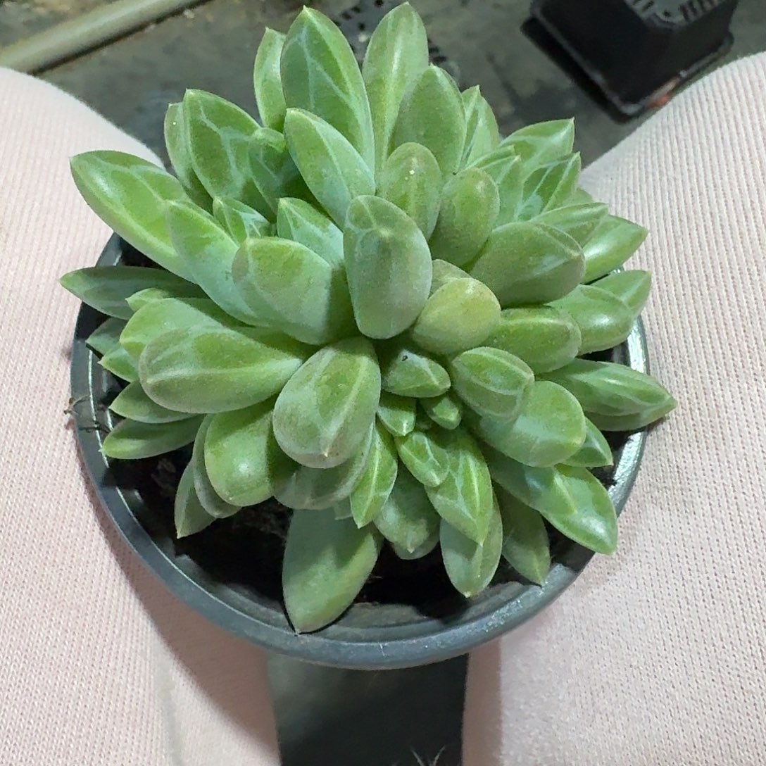 雨花石。   群生。    