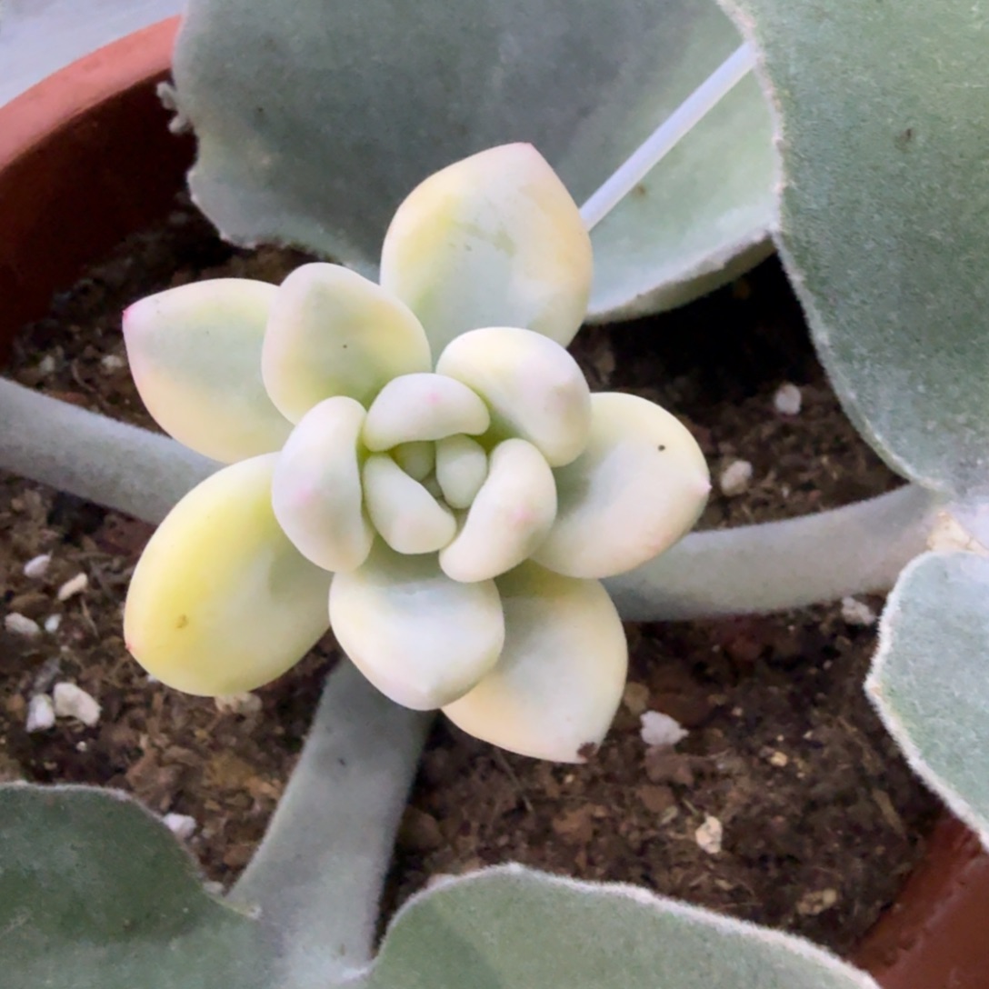 新香水锦，多肉锦多肉