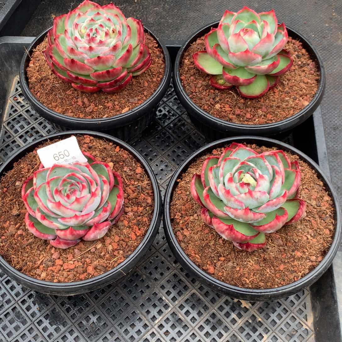 650一组4颗。惊鸿多肉植物。尺寸10。