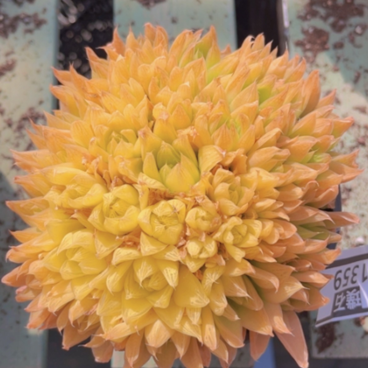 【闪购商品】黄金玉露1359