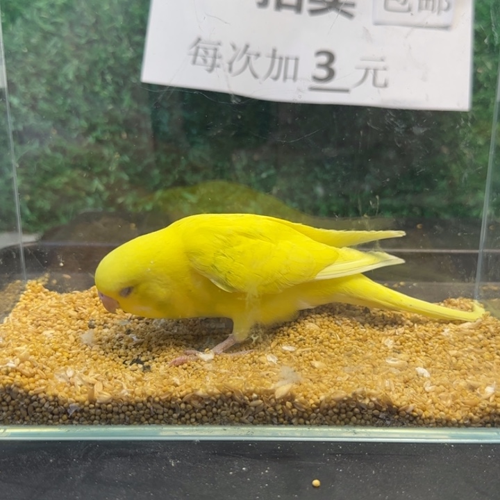 虎皮鹦鹉大头虎皮鹦鹉