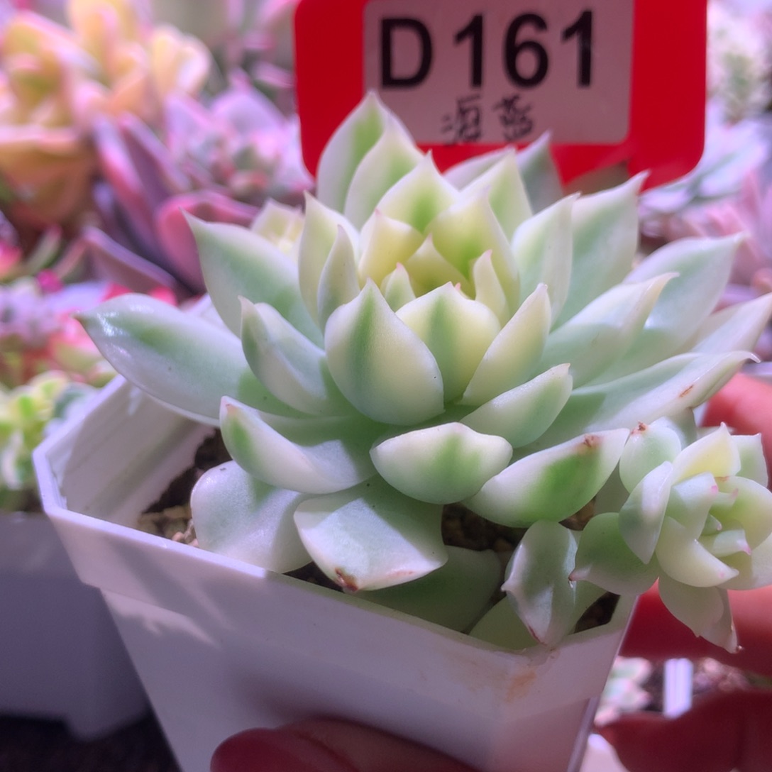 海蓝带宽覆轮锦头有根