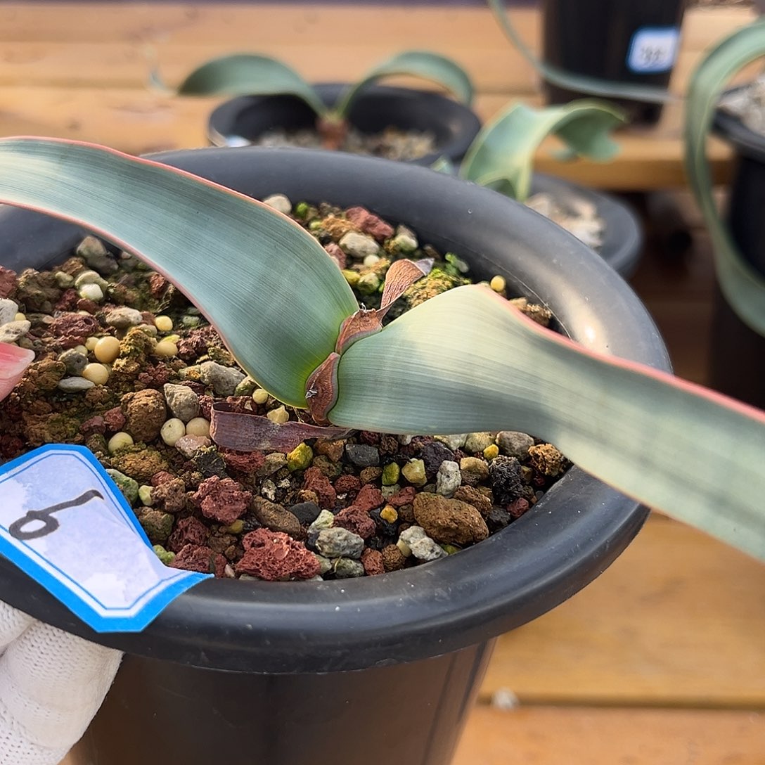 汤圆植物6蓝色叶片百岁兰