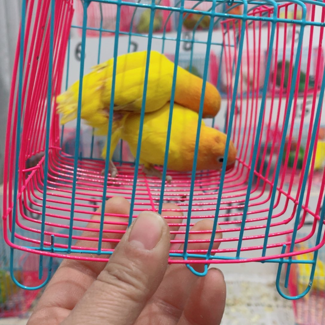 桃脸牡丹鹦鹉雾***.牡丹