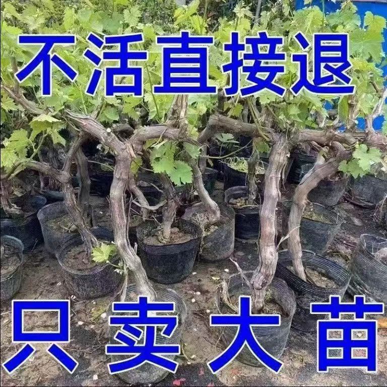 精品老桩15年大葡萄树苗抗寒阳光玫瑰蓝宝石巨峰好养南北方可栽种