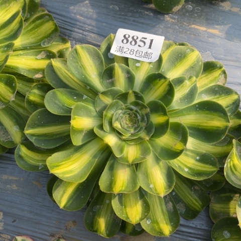 暴君多肉多肉8851