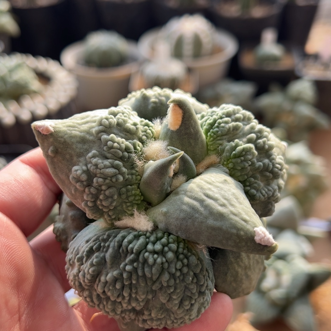 无花朵433实生怒涛9cm