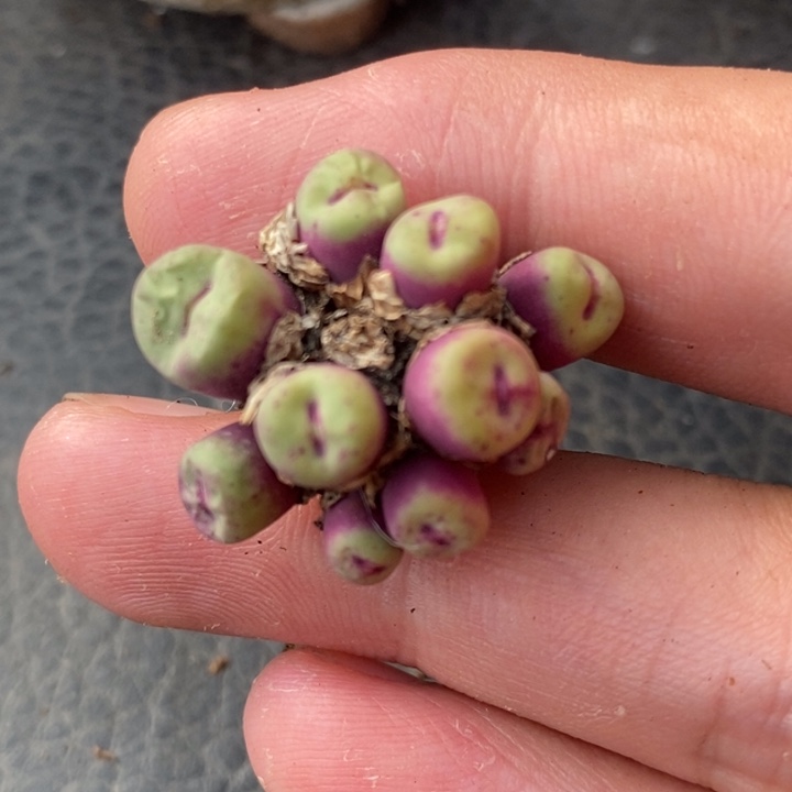 1449小红嘴一群一群