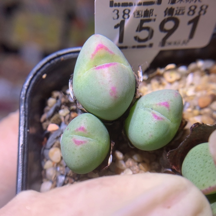 精品sss多肉花1591