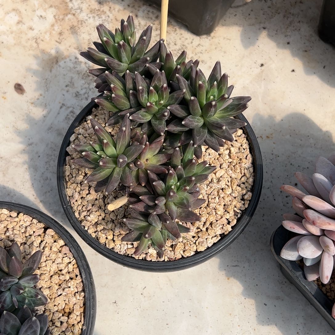 【闪购商品】乌拉群