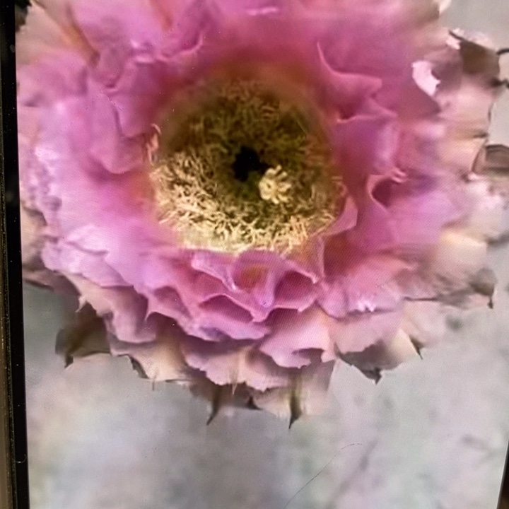 彩草318侧芽3.5公分左右