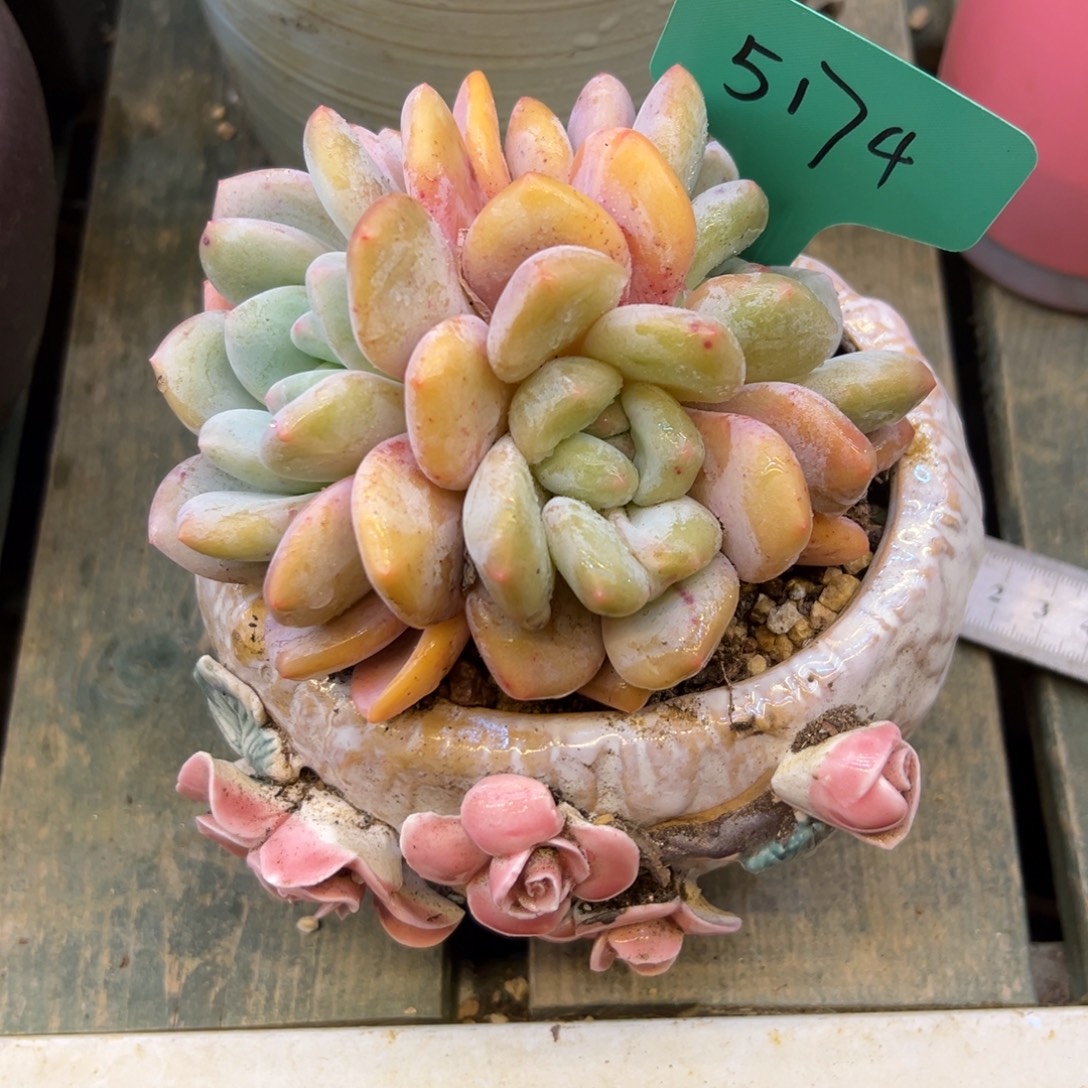 淼***牙香橙5174号一物一拍