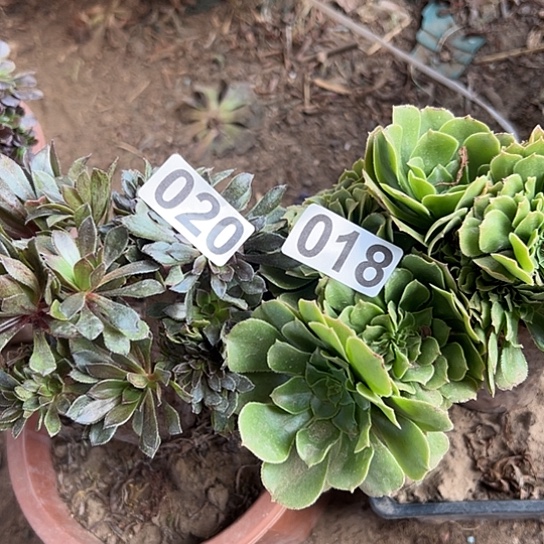 可***荐多肉植物两个微瑕020.018