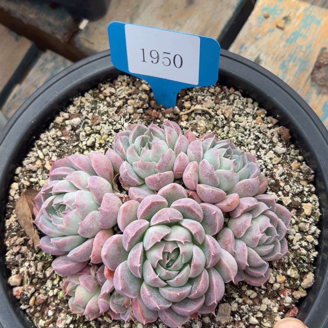 1950肉多么多么度哟哦