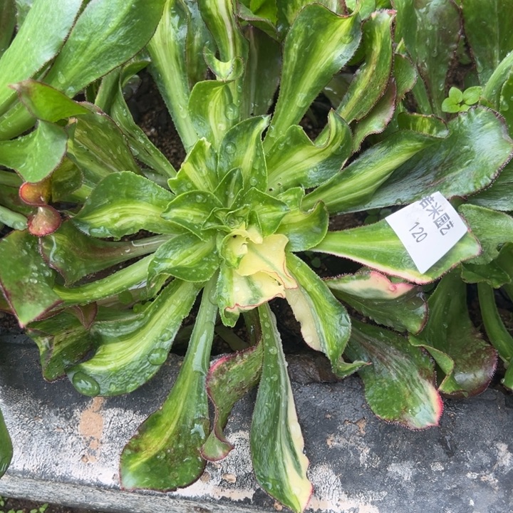 魅影中斑七彩多肉植物120