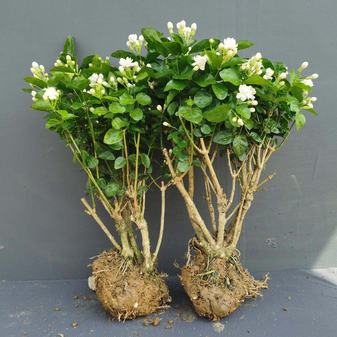 横县重瓣茉莉花盆栽茉莉花老桩盆景香水茉莉花