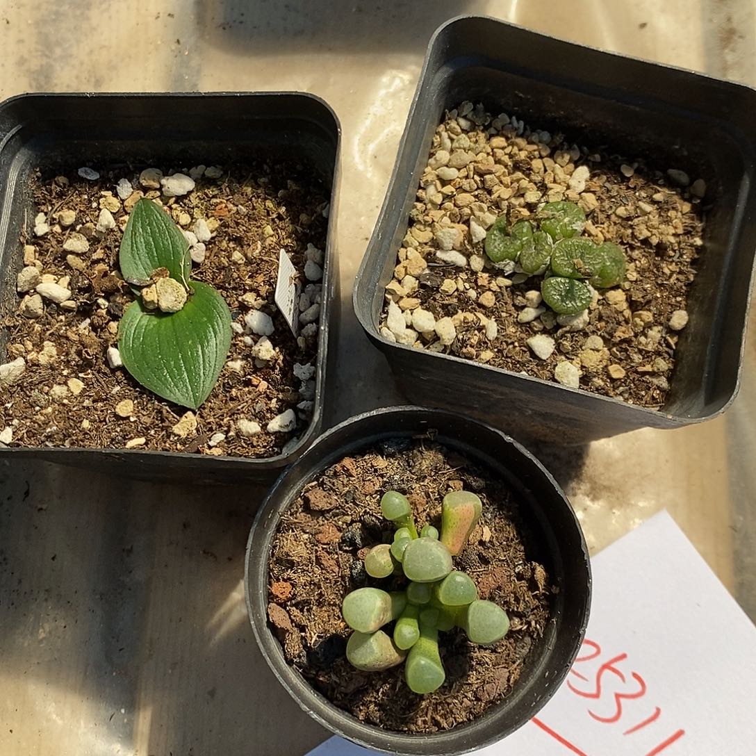 25311。 一组。五十林。    