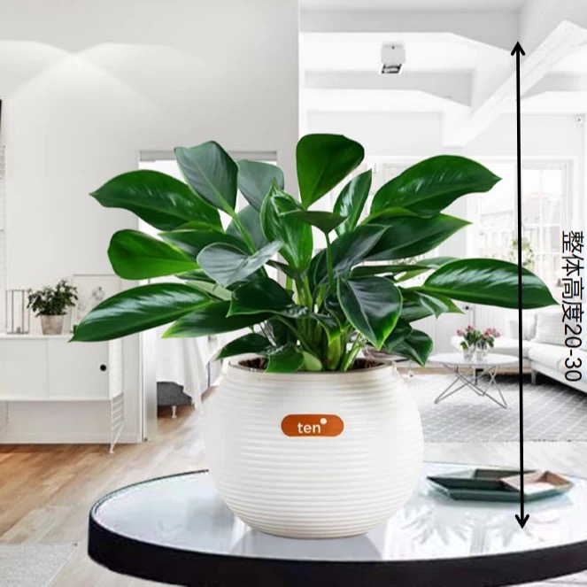 金钻绿公主盆栽室内水培绿植净化空气好养四季常青