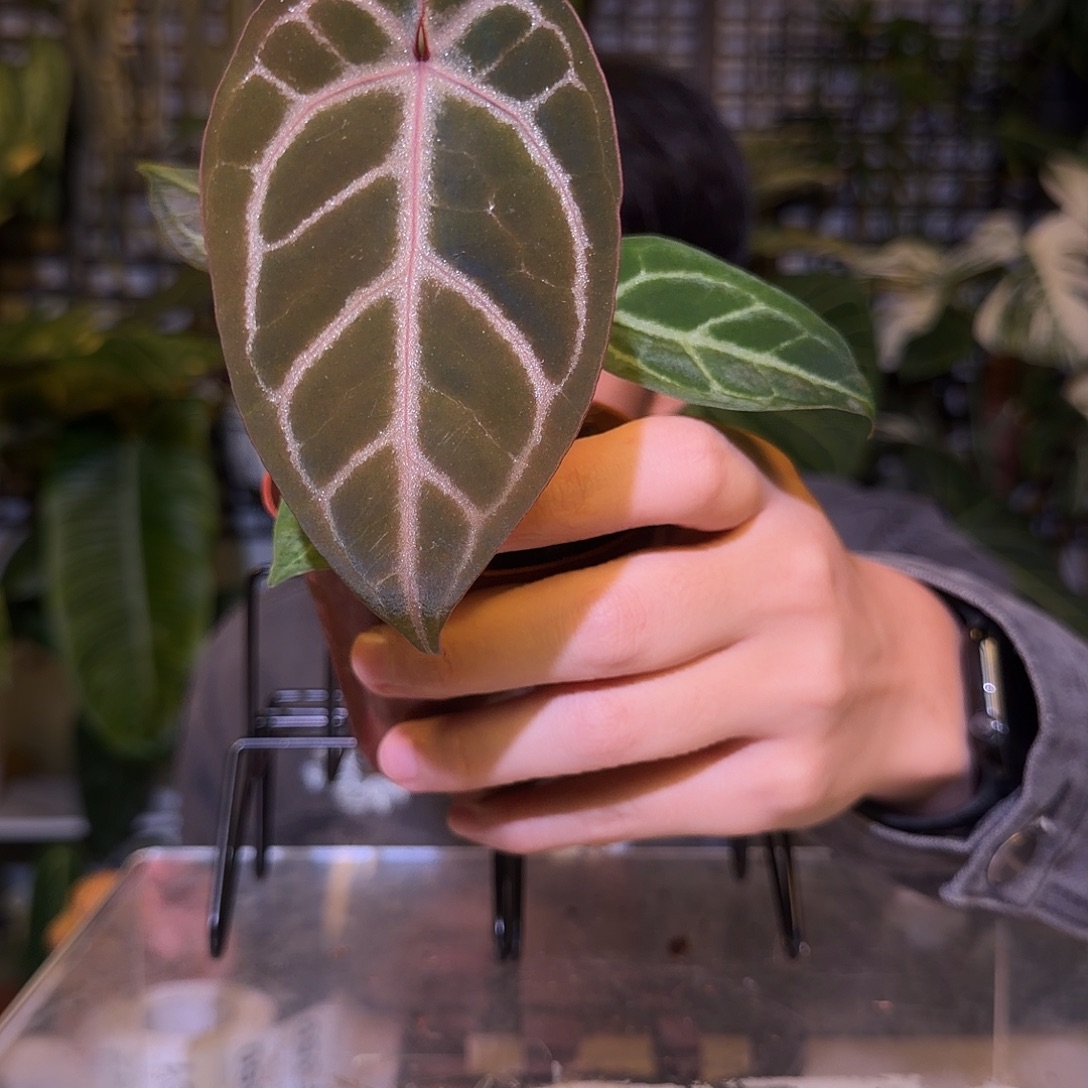 完全开放F358 熔岩白雪