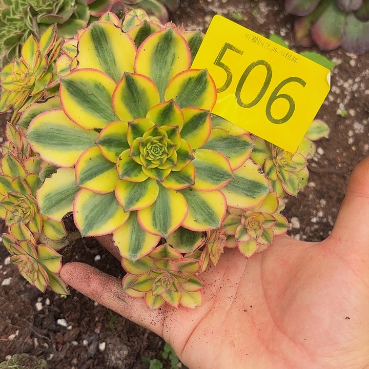 多肉植物福利506个