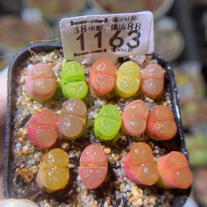 zzz精品生石花1163