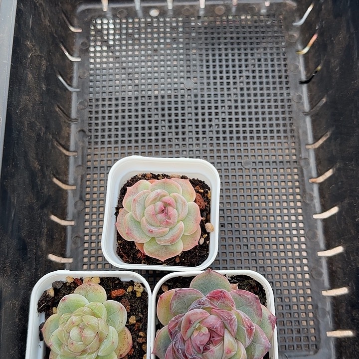 花时光精品多肉。       99