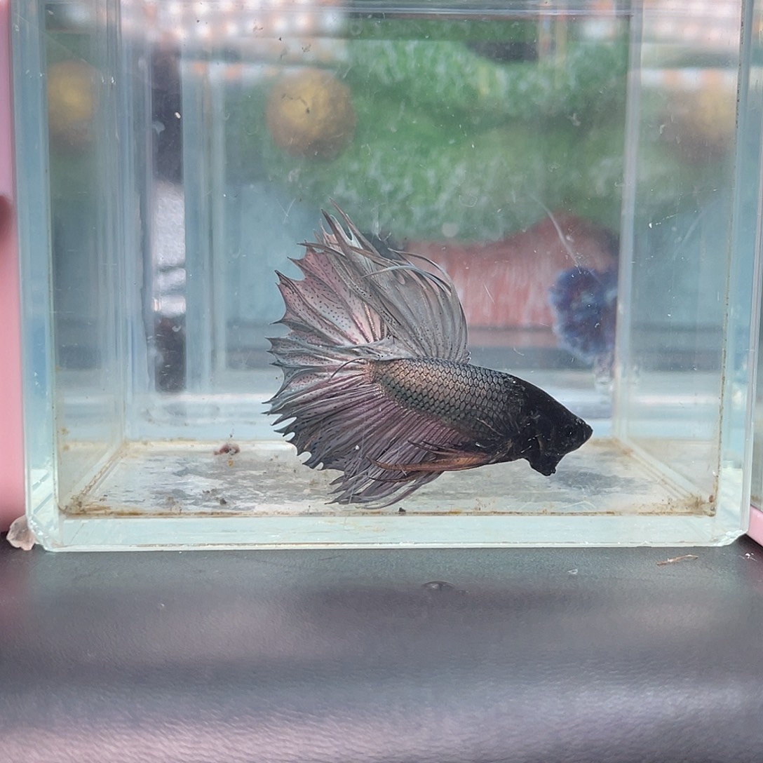 斗鱼8号1224早气泡毒液