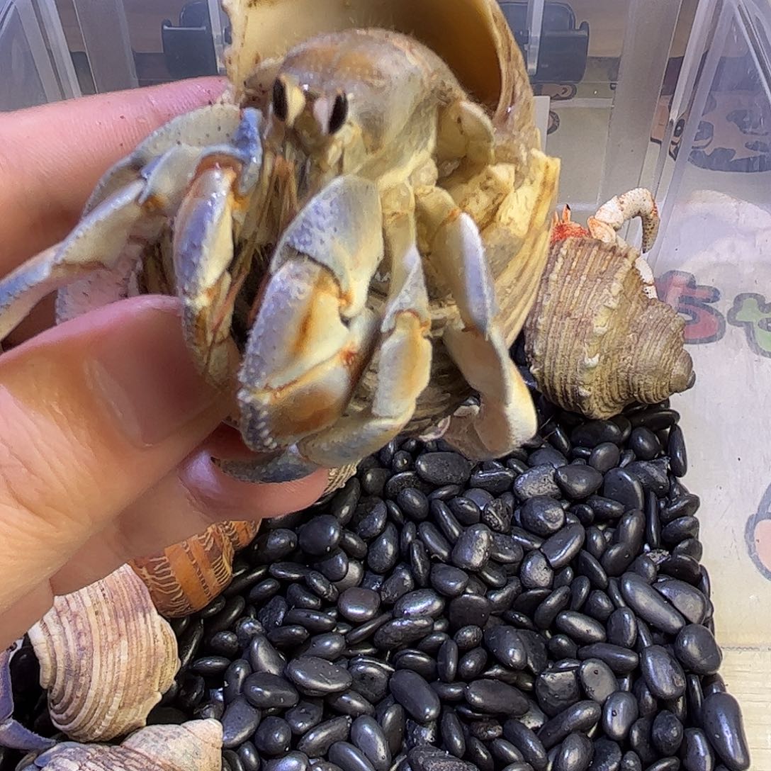 3.0绝绝紫璐全品背白