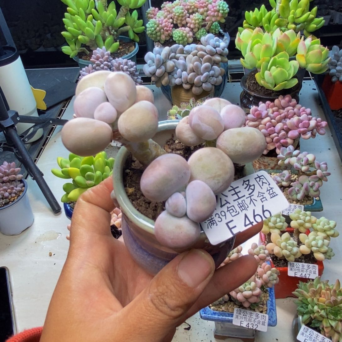 446芭比奶多肉5c m