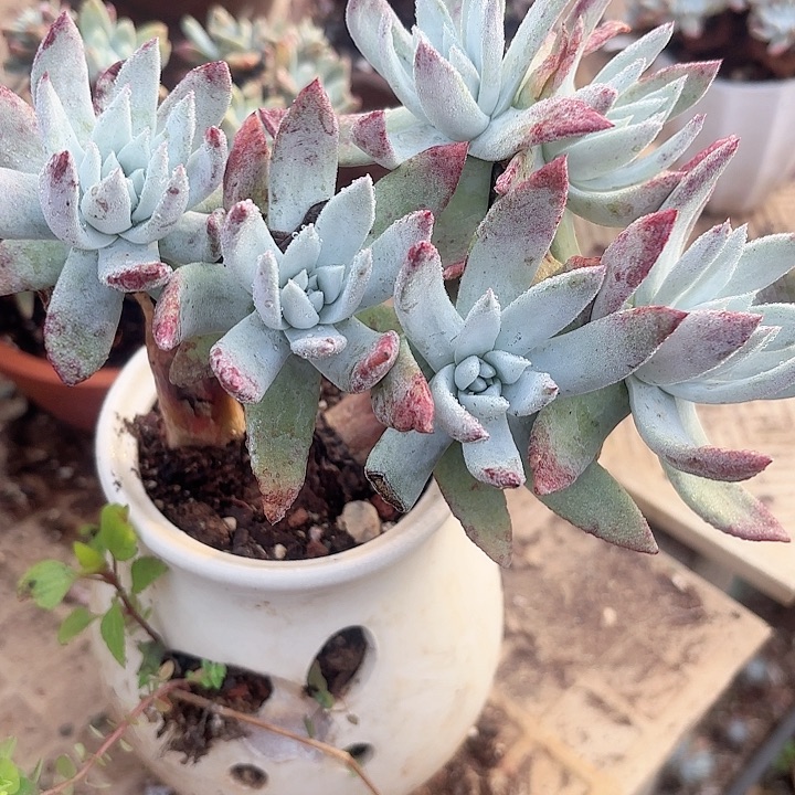 仙女杯多肉植物盆栽