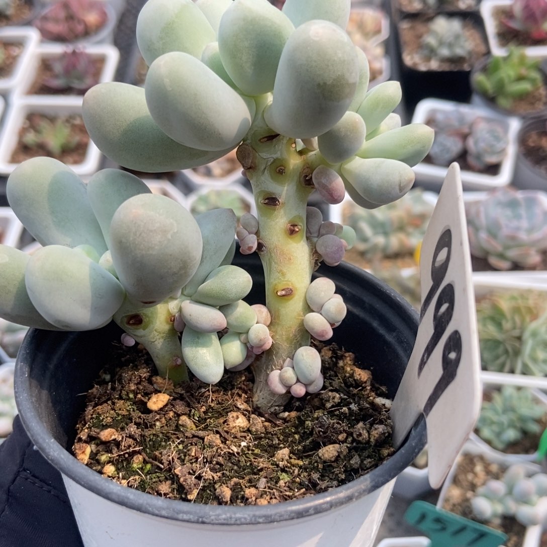 999米乐奶duopoly is the