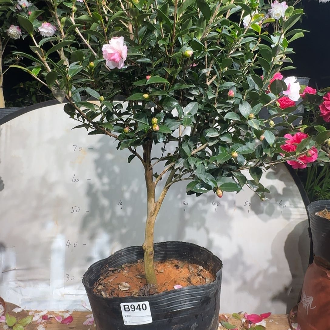 无花朵940英八198茶梅