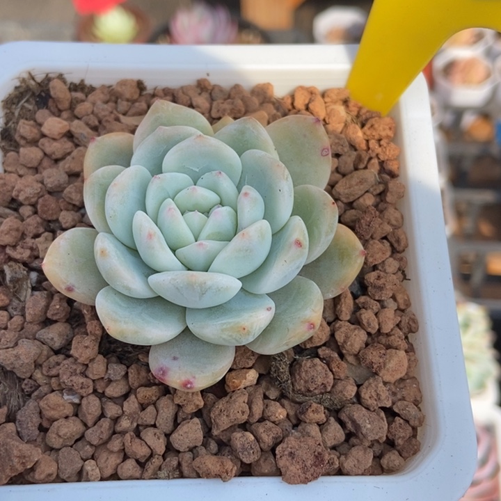 865橙子锦多肉植物