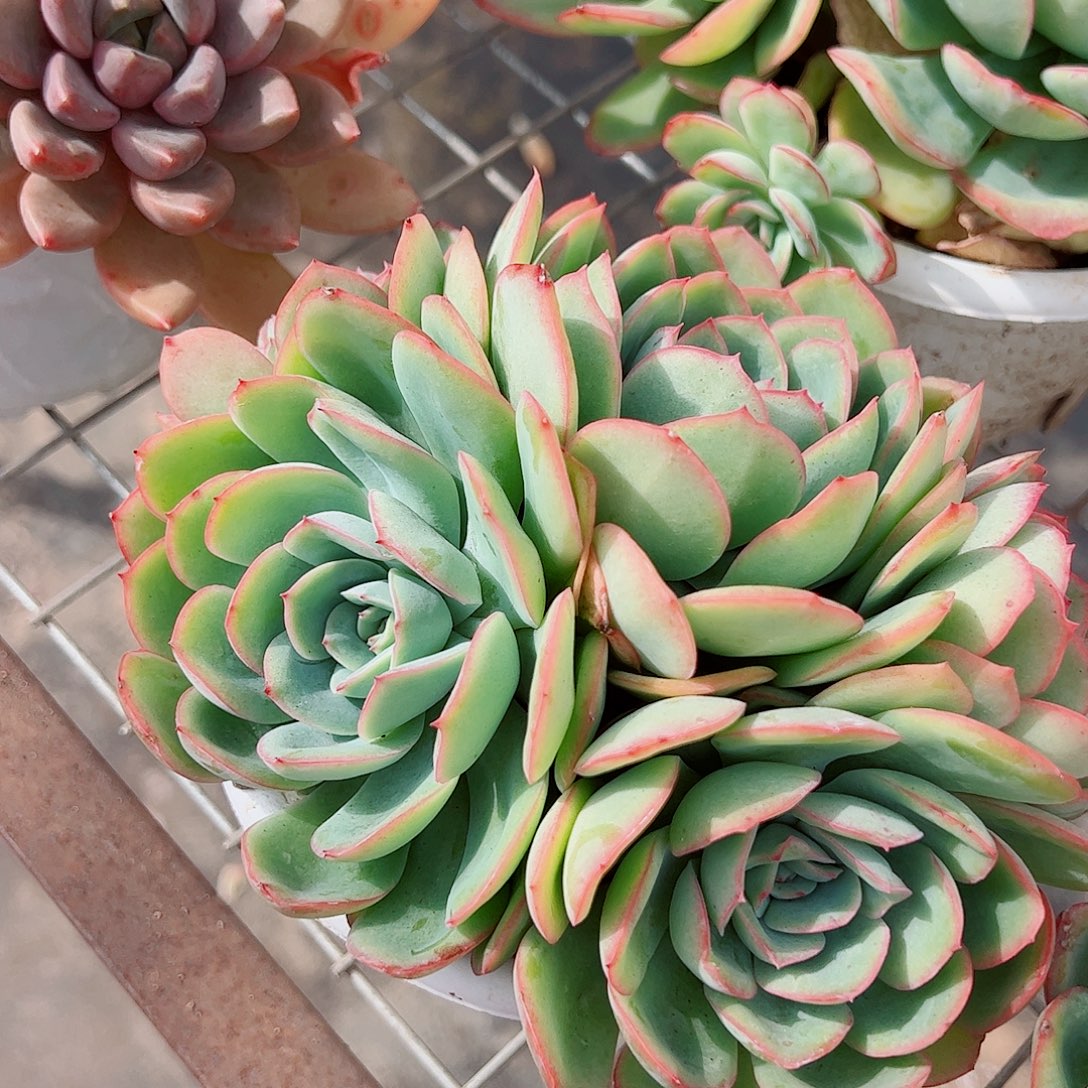 晨露多头群生老桩特价