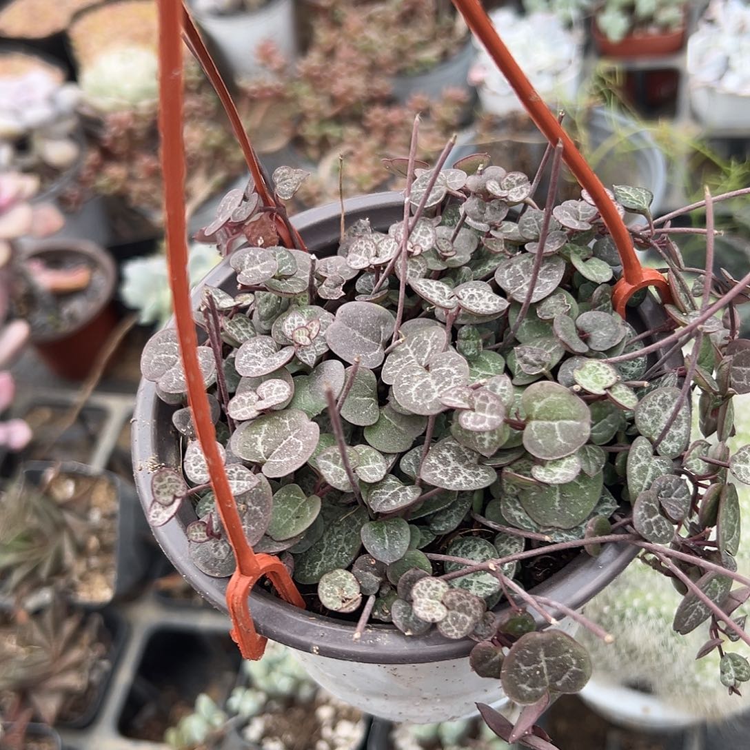 多肉植物爱之蔓群