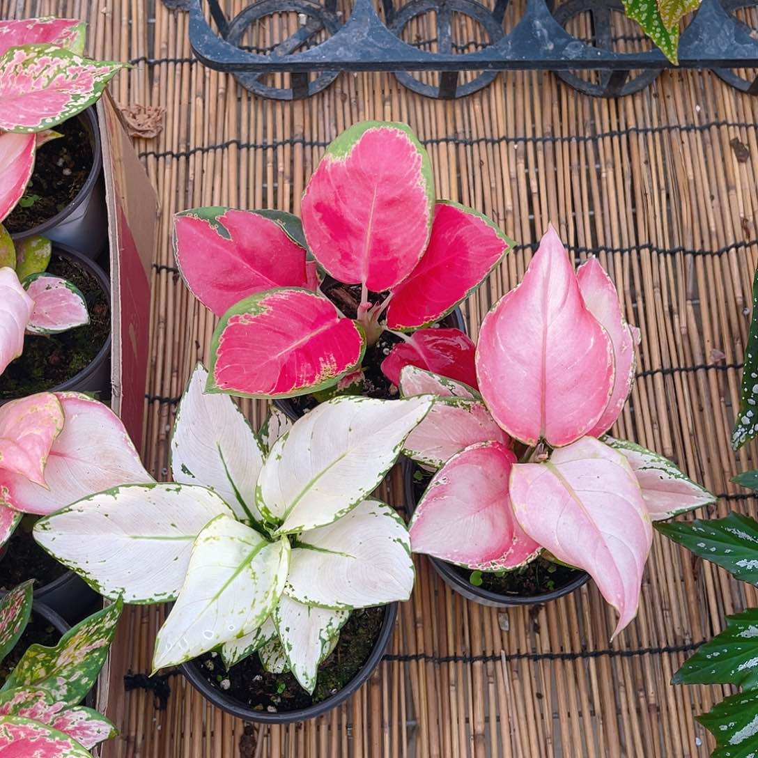 完全开放中国红，吉利红，白如意