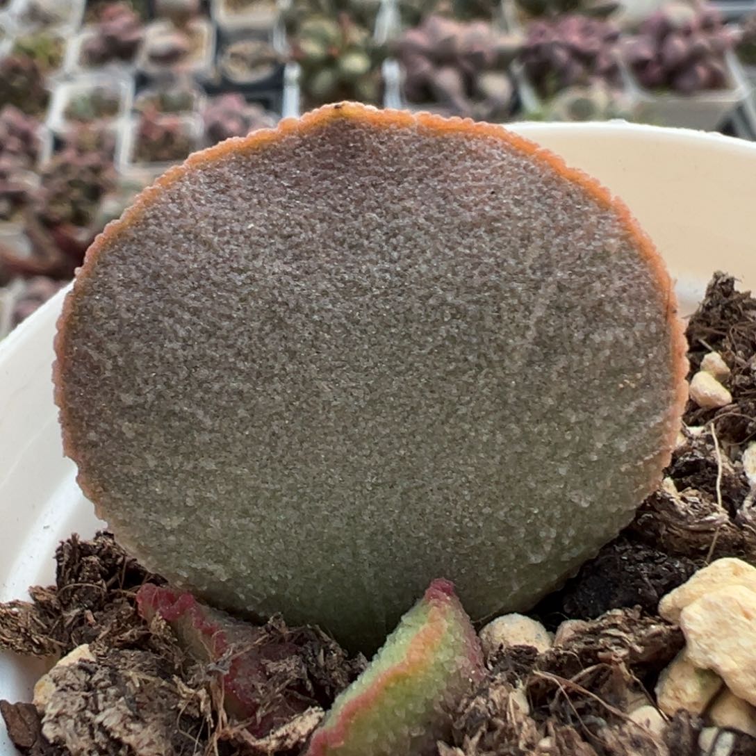 166塞尚磨砂蛋系多肉植物水泡