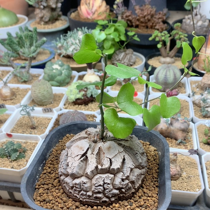 南非龟甲龙带盆8cm