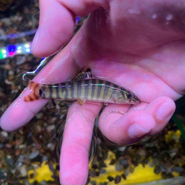 漓江副沙鳅 翻砂工具鱼 底栖鱼 原生观赏鱼 不用加温